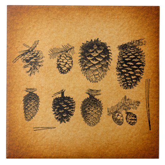 Carreau OEuvre d'antiquité Russe Pinecones Pine Cone (Devant)