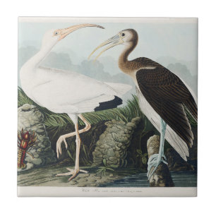 Carreau Œuvre d'art vintage d'Audubon sur l'Ibis blanc et