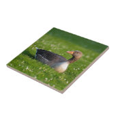 Carreau Oie (Côté)