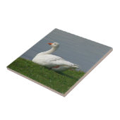 Carreau Oie blanche (Côté)