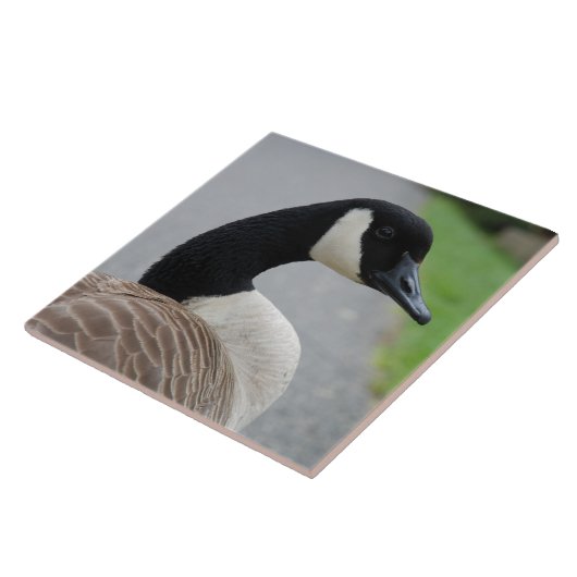 Carreau Oie du Canada (Côté)