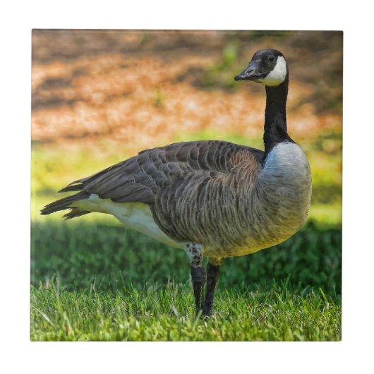 CARREAU OIE DU CANADA SUR L'HERBE (Devant)