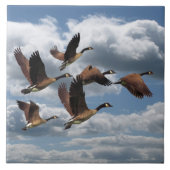 CARREAU OIES (Devant)