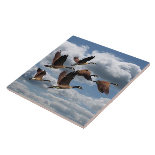 CARREAU OIES (Côté)