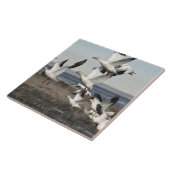 Carreau Oies des neiges volantes (Côté)