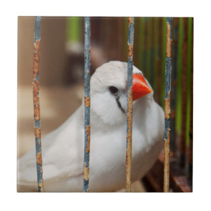 Carreau Oiseau blanc Zèbre Finch en cage