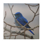 Carreau Oiseau bleu de montagne (Devant)