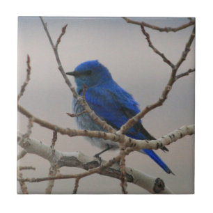 Carreau Oiseau bleu de montagne