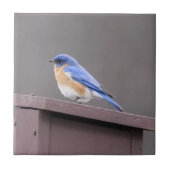 Carreau Oiseau bleu oriental (Devant)