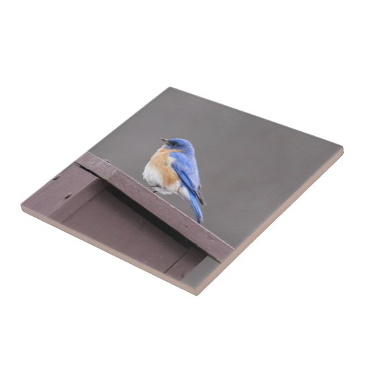 Carreau Oiseau bleu oriental (Côté)