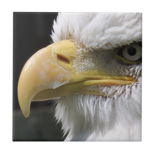 CARREAU OISEAU D'AGLE (Devant)