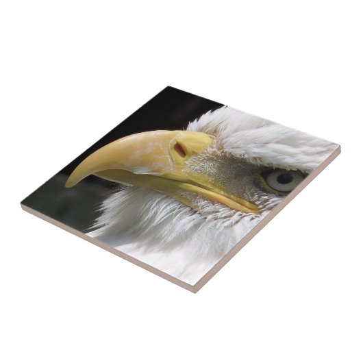 CARREAU OISEAU D'AGLE (Côté)