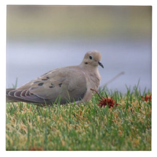 Carreau Oiseau de colombe