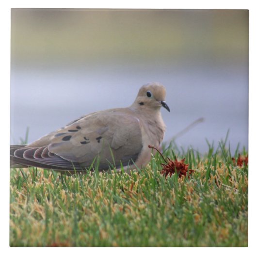 Carreau Oiseau de colombe (Devant)
