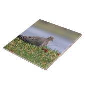 Carreau Oiseau de colombe (Côté)