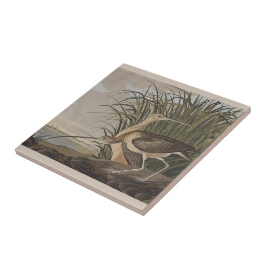 Carreau Oiseau de Courlis à long bec Audubon (Côté)