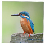 Carreau Oiseau de martin-pêcheur (Devant)