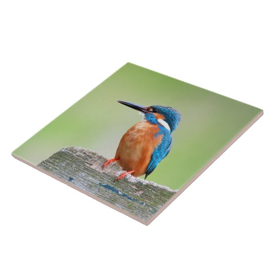 Carreau Oiseau de martin-pêcheur (Côté)