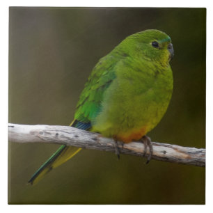 Carreau Oiseau de perroquet à ventre orange rare Australie