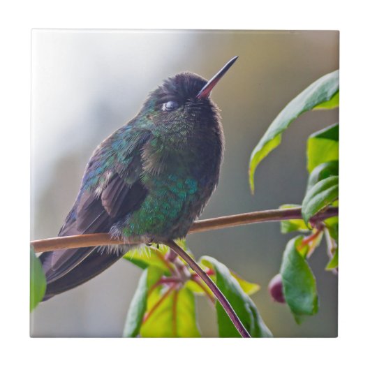 Carreau Oiseau du Costa Rica - Colibri (Devant)