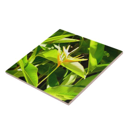 Carreau Oiseau du Paradis (Côté)