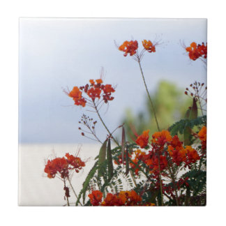 Carreau Oiseau du paradis mexicain