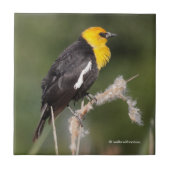 Carreau Oiseau-noir à tête jaune frappant dans le marais (Devant)
