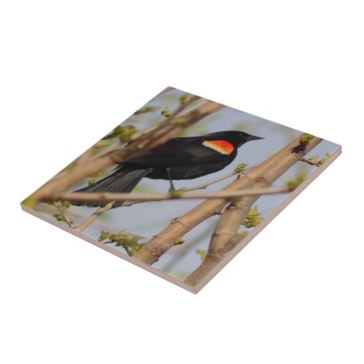 Carreau Oiseau roux (Côté)