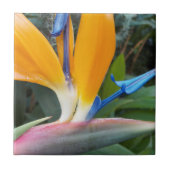 Carreau Oiseau tropical du paradis fleuri (Devant)