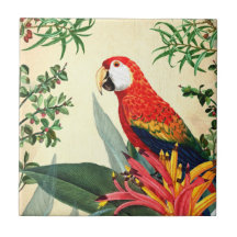 OISEAU TROPICALE DE PARROT 8