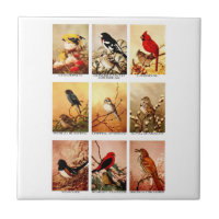 Oiseaux