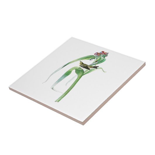 Carreau Oiseaux Amérique de John James Audubon de la (Côté)