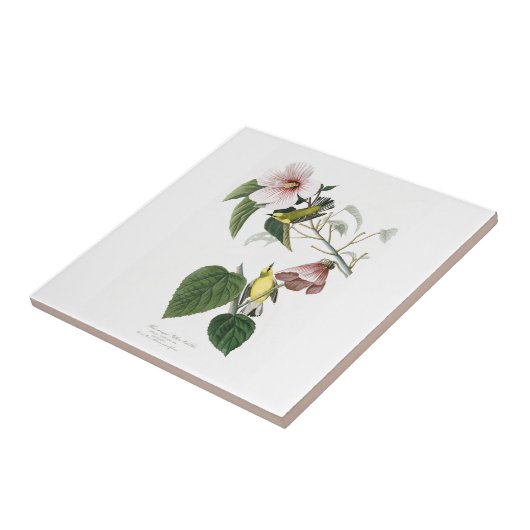 Carreau oiseaux Bleu-à ailes Amérique d'Audubon de (Côté)