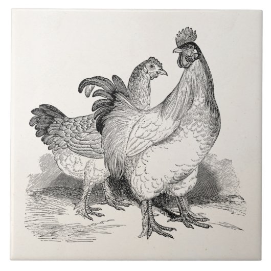 Carreau Oiseaux de Cochin de coq de poulet personnalisés (Devant)