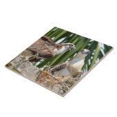 Carreau Oiseaux de faucons d'Ospreys dans leur tuile de (Côté)