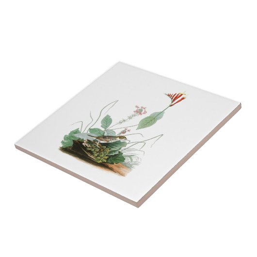 Carreau Oiseaux de John Audubon de l'étamine de Henslow de (Côté)