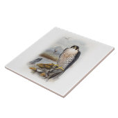 Carreau Oiseaux de John Gould de faucon pérégrin de la (Côté)