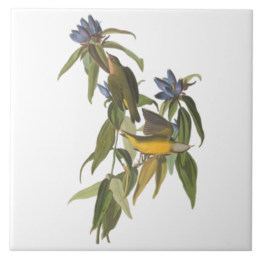 Carreau Oiseaux de John James Audubon (Devant)