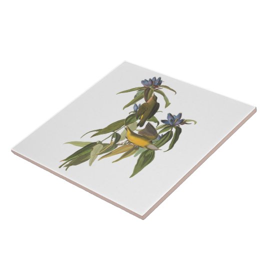 Carreau Oiseaux de John James Audubon (Côté)