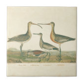 Carreau Oiseaux de marais Courlis Oiseaux (Devant)