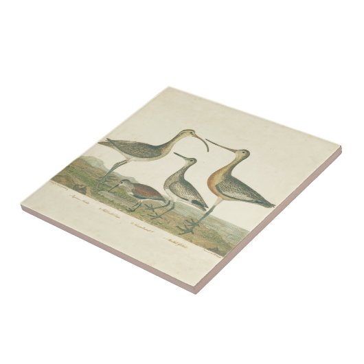 Carreau Oiseaux de marais Courlis Oiseaux (Côté)