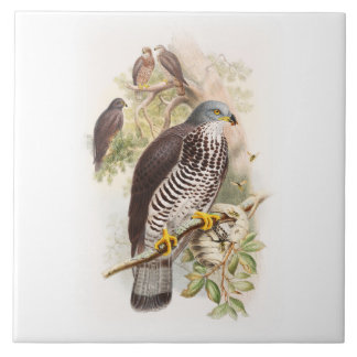 Carreau Oiseaux de Miel-Buzzard John Gould de la