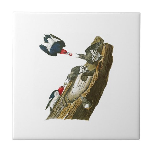 Carreau Oiseaux dirigés rouges Amérique de John Audubon de (Devant)