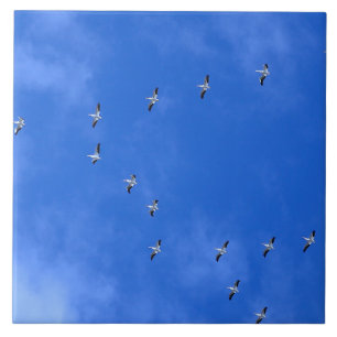 Carreau Oiseaux migrateurs