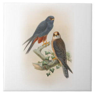 Carreau oiseaux Orange-à jambes de Gould de faucon de