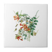 Carreau oiseaux Rubis-throated Amérique d'Audubon d'oiseau (Devant)