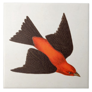 Carreau Oiseaux vintages d'oiseau chanteur d'oiseau de