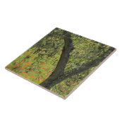 Carreau Olivier, d'Orcia de Castiglione, province de (Côté)