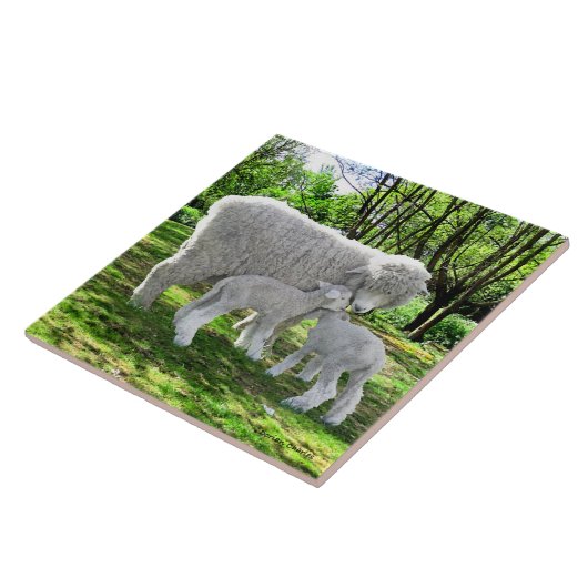 Carreau "Oona & Her Twins" (Côté)