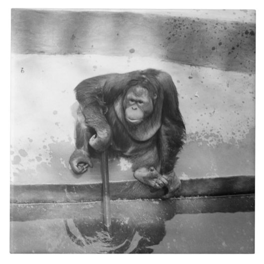 Carreau Orang-outan (Devant)